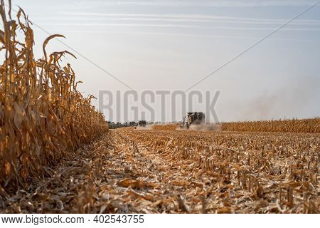 Harvesting Ripe Dry Corn In The Field With A Green Harvester