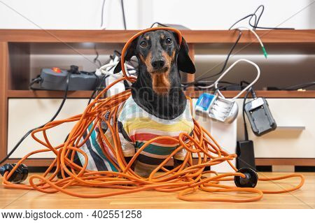 Naughty Dachshund Was Left At Home Alone And Made A Mess. Dog In Striped T-shirt Scattered And Tore 