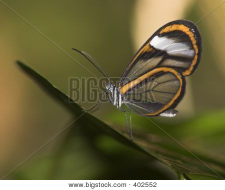 Orange_butterfly_tilted