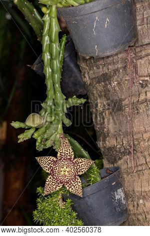 Star Cactus Flower