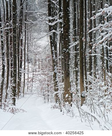 Forêt d'hiver