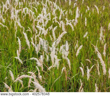 Clump Of Fountain Grass Field Use For Background