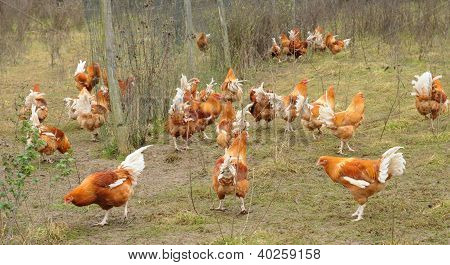 V Brueil En Vexin chovu drůbeže