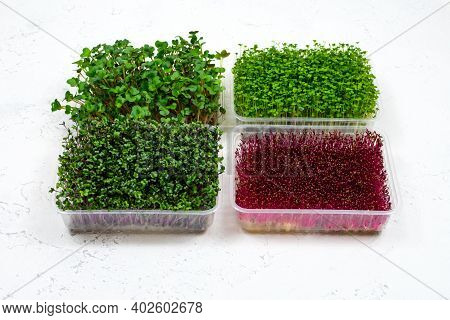 Fresh Organic Microgreens In A Plastic Container On A White Background. Micro Greens. Vegan And Heal