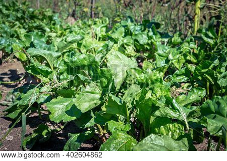Beet Tops. Green Tops Of Sugar Beet. Beets Growing In The Garden. Leaves, Feed For Animals, Bio Agri
