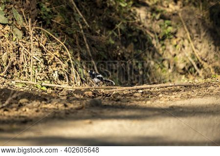 Spotted Forktail Or Enicurus Maculatus Bird Perched On Branch In Foothills Of Himalaya Uttarakhand I