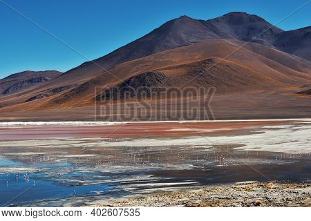 Group Of Pink Flamingos In The Colorful Water Of Laguna Colorada, Uyuni Salf Flat, Bolivia