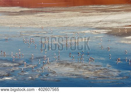 Group Of Pink Flamingos In The Colorful Water Of Laguna Colorada, Uyuni Salf Flat, Bolivia