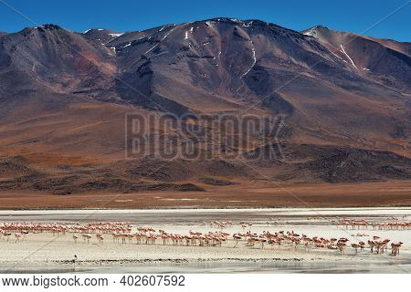 Group Of Pink Flamingos In The Colorful Water Of Laguna Colorada, Uyuni Salf Flat, Bolivia