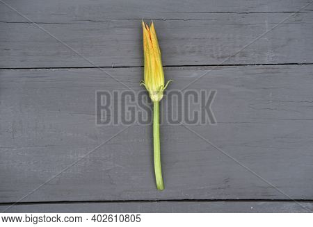 Squash Flower On A Grey Rustic Table. Edible Flowers Concept. Copy Space. Top View. Gardening And Ho