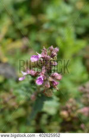 Common Germander Pink Flower - Latin Name - Teucrium Chamaedrys