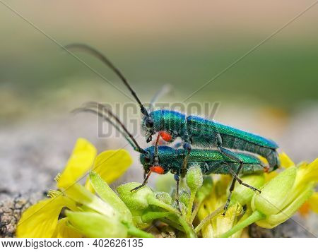 Phytoecia caerulea (longhorn beetle) in natural habitat during mating ritual