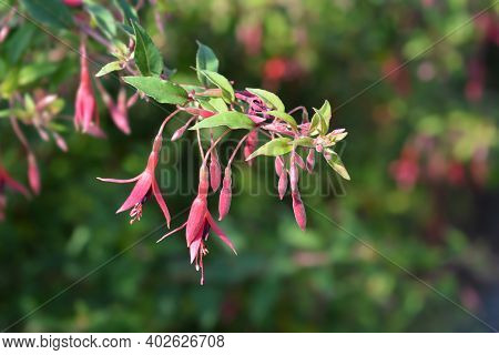 Hardy Fuchsia - Latin Name - Fuchsia Magellanica Var. Gracilis