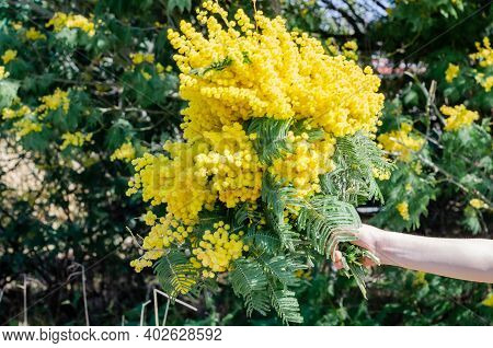 A Bouquet Of Mimosa In Hand With Bunches Of Fluffy Delicate Flowers. Background Of Yellow Mimosa Tre