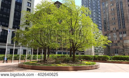 Chicago, Il April 25, 2016, Willis Tower Formerly Sears Tower Wacker Trees In Early Spring Bloom On 