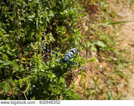 The Banded Alder Borer Beetle, Rosalia Funebris, Striped Bug With Long Horns On Green Bush During Su