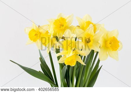 Bright Studio Shot Of A Bunch Of Blossoming Daffodils Isolated On White Background