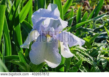 Flower Iris Aka Cockerel, Aka Irideae Closeup. Cyan Iris Flower After Heavy Rain. Iris Flower Over G