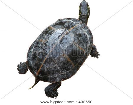 Mr Turtle