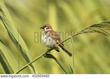 House Sparrow (passer Domesticus) Perched On A Small Branch In A Garden