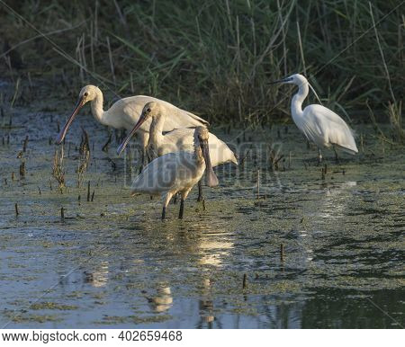 The Royal Spoonbill Is A Large Bird With Its Beak The Shape Of A Large Spoon