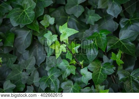 Beautiful Lush Green Background Of Ivy Close-up With Naturally Highlighted Leaves On Young Shoots Of