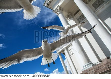 The Seagulls Flying On A Clear Sky Above The Roofs And Heads Of People In Helsinki. They Are Curious