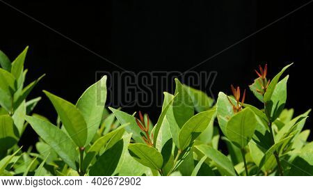 Green Plant Growing On Plantation. Plant With Green Leaves Growing On Plantation Against Black Backg