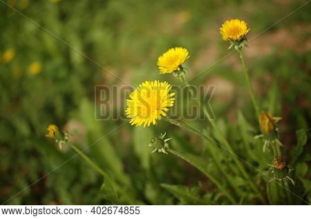 Spring Yellow Flower In A Clearing. Yellow Dandelion In A Green Meadow. Spring. Spring Flowers.