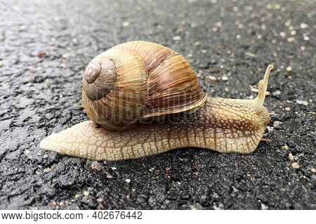 Small Garden Snail In Shell Crawling On Wet Road, Slug Hurry Home. Snail Slug Consist Of Edible Tast