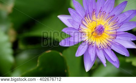 Floating Water Lilies In Pond. From Above Of Green Leaves With Violet Water Lily Flowers Floating In