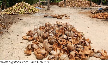 Coconut Farm With Nuts Ready For Oil And Pulp Production. Large Piles Of Ripe Sorted Coconuts. Parad