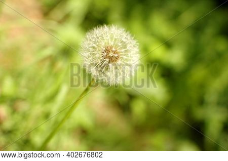 White Airy Dandelion Flower Among Green Grass. Spring And Summer Flower. White Dandelion.