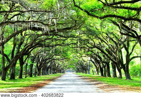A Breathtaking Road Sheltered By Live Oak Trees And Spanish Moss Near Wormsloe Historic Site, Georgi