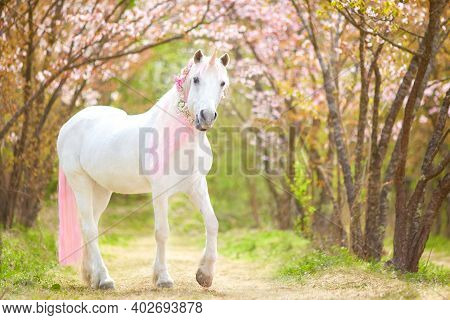 unicorn. photo of a snow-white unicorn with a pink and white mane and tail in a spring flowering garden, a magical garden.