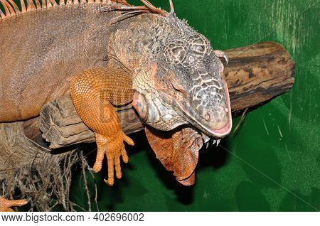 Red Iguana - Morph Green Iguana (lat. Iguana Iguana) In Terrarium