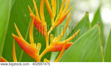 Blurred Close Up Macro Of Colorful Tropical Flower In Spring Garden With Tender Petals Among Sunny L