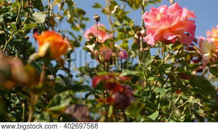English Roses Garden. Rosarium Floral Background. Tender Flowers Blooming, Honey Bee Collects Pollen