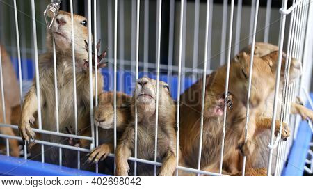 Unhappy Cute Prairie Dog Cub Suffering, Cage On Market. Pets For Sale. Depressed Groundhog Asking Fo