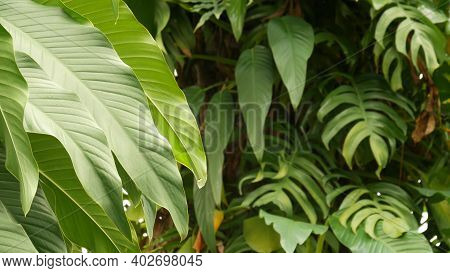 Juicy Exotic Tropical Monstera Leaves Texture Backdrop, Copyspace. Lush Foliage, Greenery In Paradis