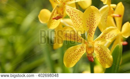 Blurred Macro Close Up, Colorful Tropical Orchid Flower In Spring Garden, Tender Petals Among Sunny 