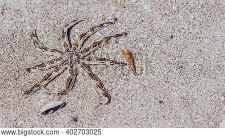 Banner Sea Aquatic Unusual Nine Leg Starfish Skeleton Echinoderm Luidia Arm Taper At End Bear Fringe