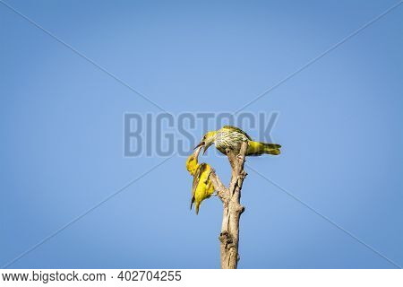 Indian Golden Oriole Or Oriolus Kundoo Sharing Food Which Is Allofeeding Or Feeding Behavior Moment 