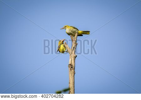 Indian Golden Oriole Or Oriolus Kundoo Perched During Migration At Forest Of Central India