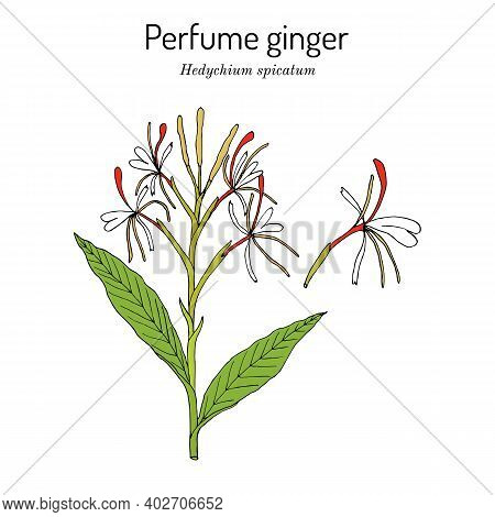 Perfume Ginger Hedychium , Medicinal Plant. Hand Drawn Vector Illustration