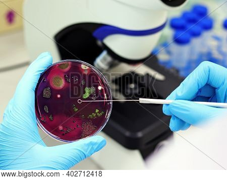 Scientist Analysis Escherichia Coli (e.coli) Culture With Eosin Methylene Blue (emb) Agar In Petri D