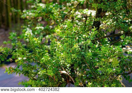 Buxus Sempervirens Bush - Details And Texture On The Leaves