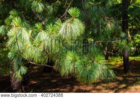 Pine Tree Or Pinus Devoniana And Pine Needles On Branches