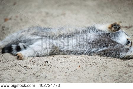 Pallas's Cat (otocolobus Manul). Manul Is Living In The Grasslands And Montane Steppes Of Central As