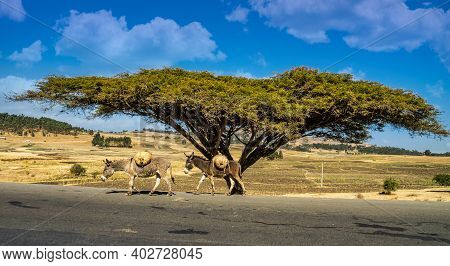 A Big Tree On The Road From Gondar To The Simien Mountains, Noth Ethiopia, Africa.